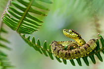 Andean forest pit viper (Bothriopsis pulchra) curled up on fern, Sumaco, Napo, Ecuador.