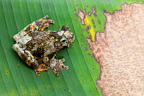 Marbled tree frog (Dendropsophus marmoratus) on leaf, Cuyabeno, Sucumbios, Ecuador.
