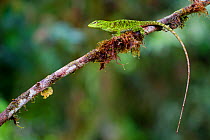 Chocoan green anole (Anolis parvauritus) on twig, Canande, Esmeraldas, Ecuador.