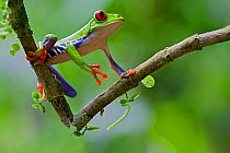 Red-eyed tree frog (Agalychnis callidryas) on branch, Sarapiqui, Heredia, Costa Rica.