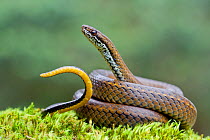 Spotted genuine snake (Saphenophis boursieri) portrait, waving tail in defensive display, Mindo, Pichincha, Ecuador.