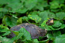 Brown land turtle (Rhinoclemmys annulata) amongst vegetation, Canande, Esmeraldas, Ecuador.