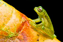 Emerald glass frog (Espadarana prosoblepon) portrait, sitting on leaf, Buenaventura Reserve, Pinas, El Oro, Ecuador.