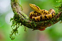 Juvenile Spotted lancehead (Bothrops punctatus) curled up on branch, Rio Silanche, Pichincha, Ecuador.