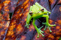 Palmar tree frog (Boana / Hypsiboas pellucens) on leaf, Canande, Esmeraldas, Ecuador.