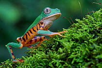 Tiger leg monkey frog / Tiger-striped monkey frog (Phyllomedusa tomopterna) portrait, Yasuni National Park, Orellana, Ecuador.