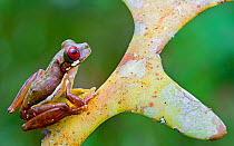 Rufous-eyed stream frog (Duellmanohyla rufioculis) on plant,. Siquirres, Limon, Costa Rica.