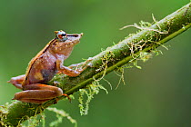 Pinnochio rainfrog (Pristimantis appendiculatus) on twig, Mindo, Pichincha, Ecuador.