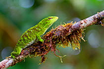 Chocoan green anole (Anolis parvauritus) on twig, Canande, Esmeraldas, Ecuador.