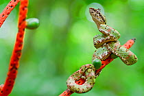 Eyelash viper (Bothriechis schlegelii) on plant, Sarapiqui, Heredia, Costa Rica.