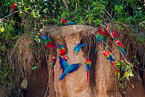 Scarlet macaws (Ara macao) on salt lick, Tambopata, Madre de Dios, Peru.