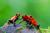 Three Strawberry poison frogs (Oophaga pumilio) on rock, Sarapiqui, Heredia, Costa Rica.
