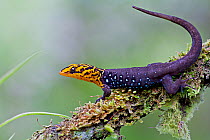 Shieldhead gecko (Gonatodes caudiscutatus) on branch, Canande, Esmeraldas, Ecuador.