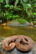Northern eyelash boa (Trachyboa boulengeri) curled up on rock by stream, Canande, Esmeraldas, Ecuador.