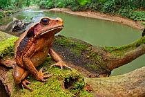 Ecuadorian toad (Rhaebo ecuadorensis) on branch, Yasuni National Park, Orellana, Ecuador.