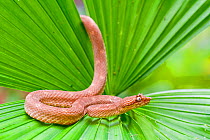 Eyelash viper (Bothriechis schlegelii) moving over leaf, Siquirres, Limon, Costa Rica.
