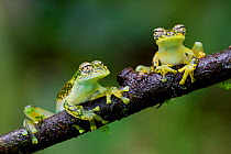 Two Yellow-flecked glass frogs / White-spotted cochran frogs (Sachatamia albomaculata) on branch, Canande, Esmeraldas, Ecuador.