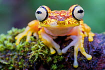 Imbabura tree frog (Hypsiboas picturatus) portrait, Canande, Esmeraldas, Ecuador.