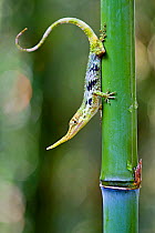 Pinocchio lizard (Anolis proboscis) male on stem, Mindo, Pichincha, Ecuador, Endangered species.