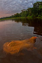 Hoffmann's two-toed sloth (Choloepus hoffmanni) swimming, Tambopata, Madre de Dios, Peru.