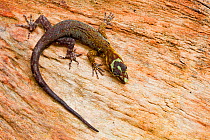 Rainbow sun gecko (Gonatodes humeralis) on wood, Cuyabeno, Sucumbios, Ecuador.