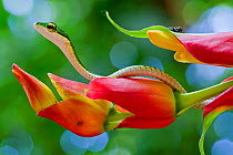Chocoan parrot snake (Leptophis bocourti) on heliconia flower with fly in background, Sarapiqui, Heredia, Costa Rica.