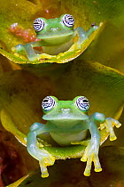 Two Limon glass frogs (Sachatamia ilex) sitting on plant, one above the other, Canande, Esmeraldas.