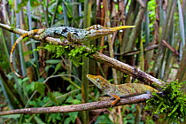 Pinocchio lizard / Ecuadorian horned anole (Anolis proboscis) pair, male on higher branch, Mindo, Pichincha, Ecuador, Endangered species.