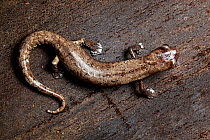 Equatorial tropical climbing salamander (Bolitoglossa equatoriana) on wood, seen from above, Cuyabeno, Sucumbios, Ecuador.