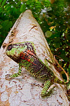 Smooth helmeted iguana (Corytophanes cristatus) on tree truck, Siquirres, Limon, Costa Rica.