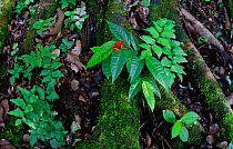 Little-devil poison frog (Oophaga sylvatica) on leaves, Canande, Esmeraldas, Ecuador.