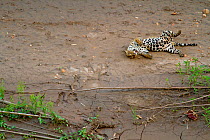 Jaguar (Panthera onca) rolling on ground, Tambopata, Madre de Dios, Peru.