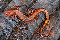 Two-lined tropical salamander (Bolitoglossa biseriata) on leaf, Canande, Esmeraldas, Ecuador.