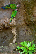 Two Dusky-headed parakeets (Aratinga weddellii) at a clay lick, Yasuni National Park, Orellana, Ecuador.