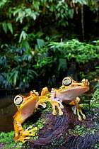 Two Imbabura tree frogs (Hypsiboas picturatus) on log, Canande, Esmeraldas, Ecuador.