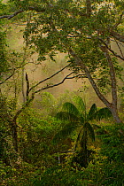 Amazonian trees and vegetation at sunrise, Tambopata, Madre de Dios, Peru, April 2014.
