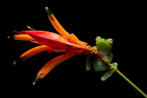 Palmar tree frog (Boana / Hypsiboas pellucens) on plant stem, Mindo, Pichincha, Ecuador.