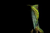 O'Shaughnessy's dwarf iguana / Red-eyed dwarf iguana (Enyalioides oshaughnessyi) portrait, Mashpi, Pichincha, Ecuador, Vulnerable species.
