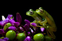 Emerald glass frog (Espadarana prosoblepon) pair mating, Mindo, Pichincha, Ecuador.