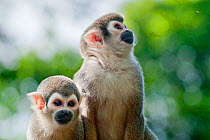 Two Common squirrel monkeys (Saimiri sciureus) sitting side by side, Yasuni National Park, Orellana, Ecuador.