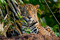 Jaguar (Panthera onca) portrait, Tambopata, Madre de Dios, Peru.