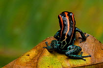 Reticulated poison frog (Ranitomeya ventrimaculata) on leaf, Yasuni National Park, Orellana, Ecuador.