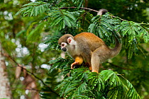 Common squirrel monkey (Saimiri sciureus) on branch, Yasuni National Park, Orellana, Ecuador.