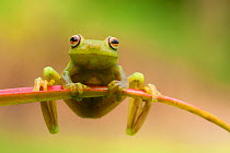 Ashy tree frog (Hypsiboas cinerascens) on leaf, Yasuni National Park, Orellana, Ecuador.