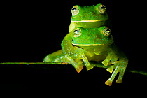 Pichincha giant glass frog (Centrolene heloderma) pair mating, Mindo, Pichincha, Ecuador.