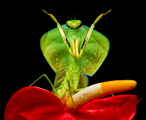 Tropical shield mantis (Choeradodis rhombicollis) in defensive position, on flower, Chinambi, Carchi, Ecuador.