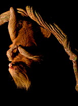 Hoffmann's two-toed sloth (Choloepus hoffmanni) hanging from branch at night, Tambopata, Madre de Dios, Peru.