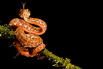 Eyelash viper (Bothriechis schlegelii) with tongue extended on branch, Canande, Esmeraldas.