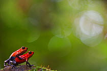 Strawberry poison frog (Oophaga pumilio) pair mating, Sarapiqui, Heredia, Costa Rica.