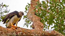Harpy eagle (Harpia harpyja) with dead Sloth prey on branch, Tambopata, Madre de Dios, Peru.
